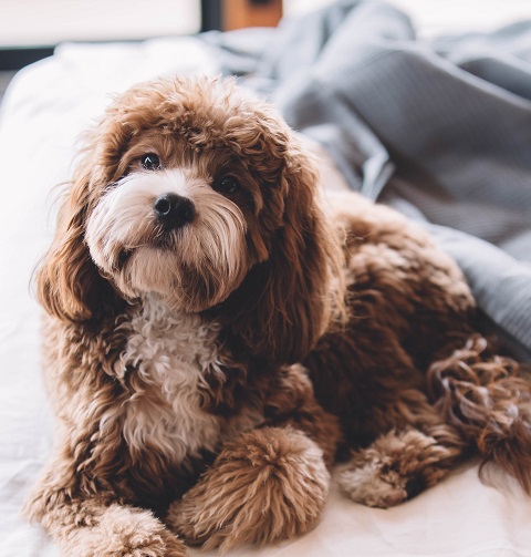 fluffy dog sitting on a bed